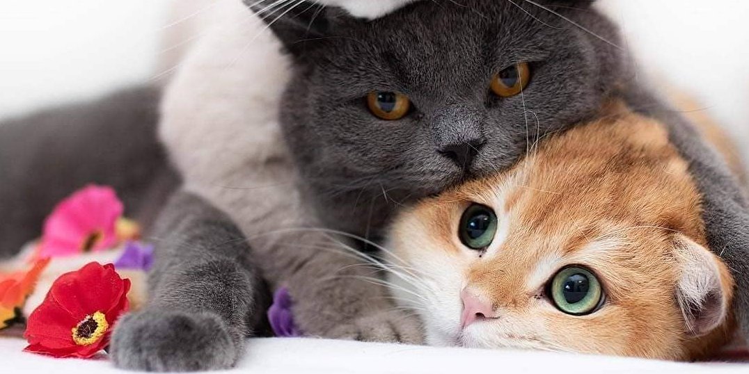 10 любопытных фактов о кошках